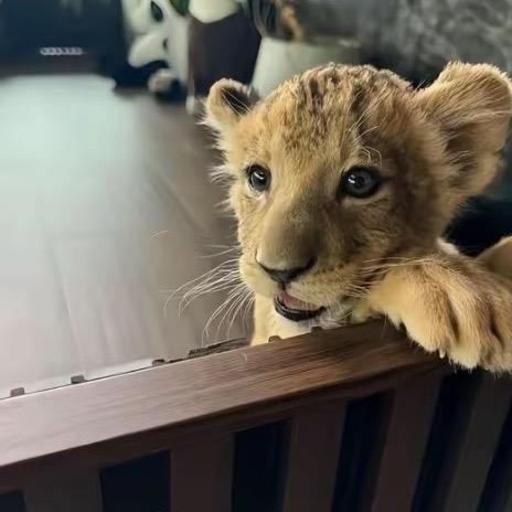 村东头套狗套着谁谁是狗