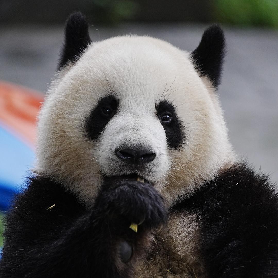 @六福是熊猫