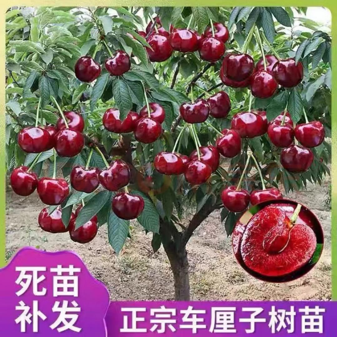 富城苗木专营店