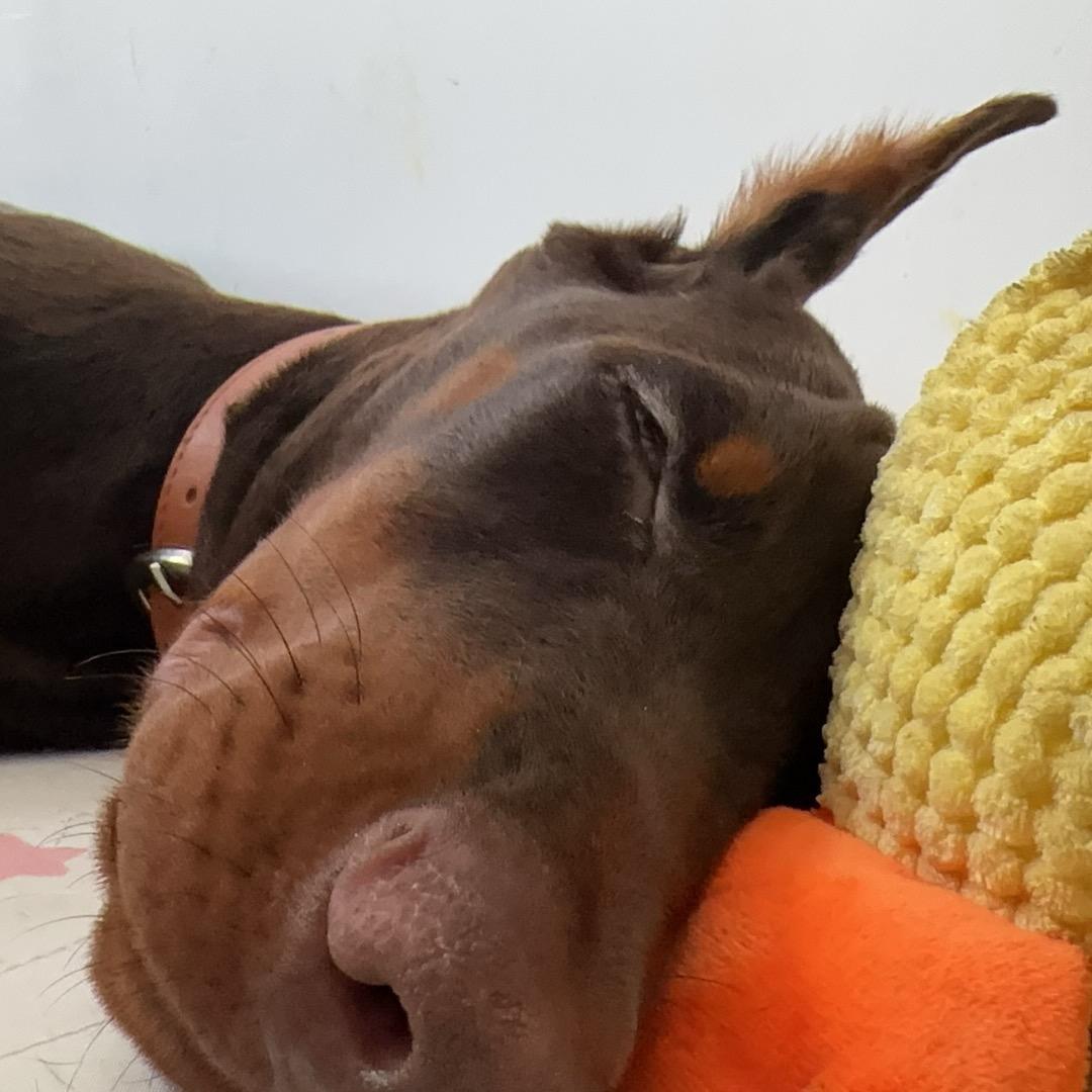 吃西瓜不吐籽儿