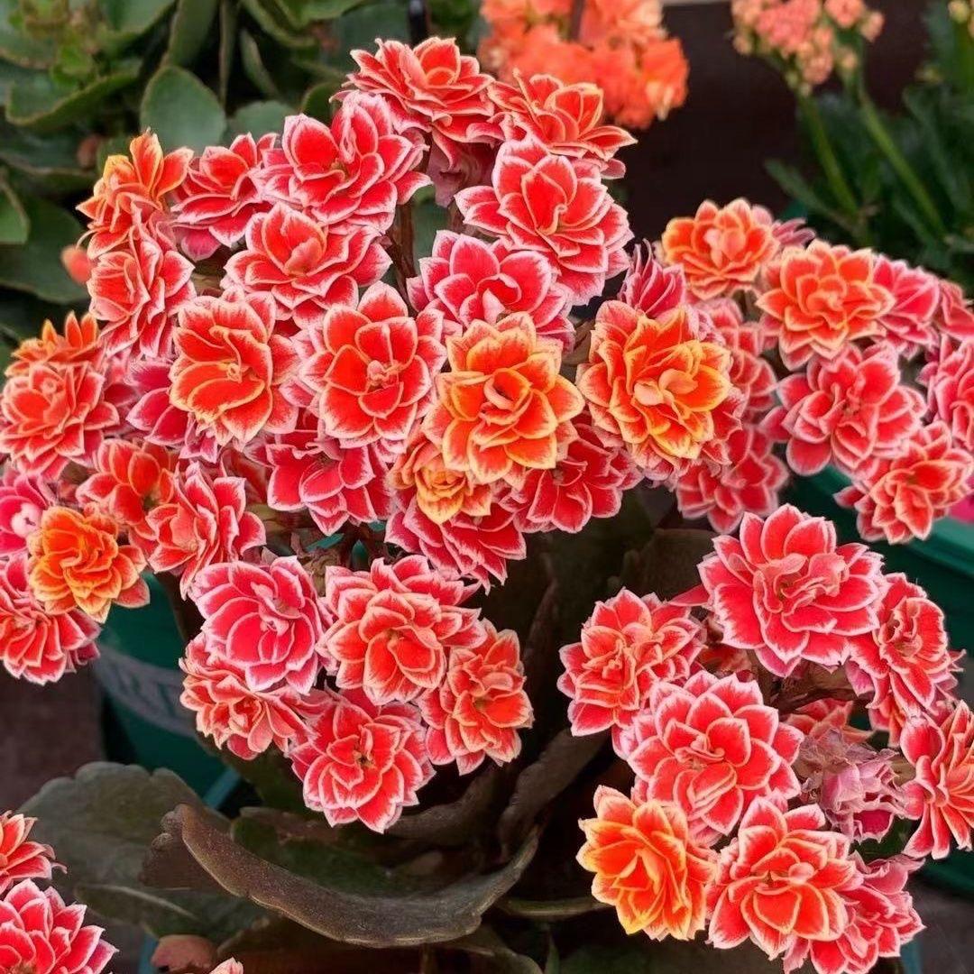 禾木园艺花卉
