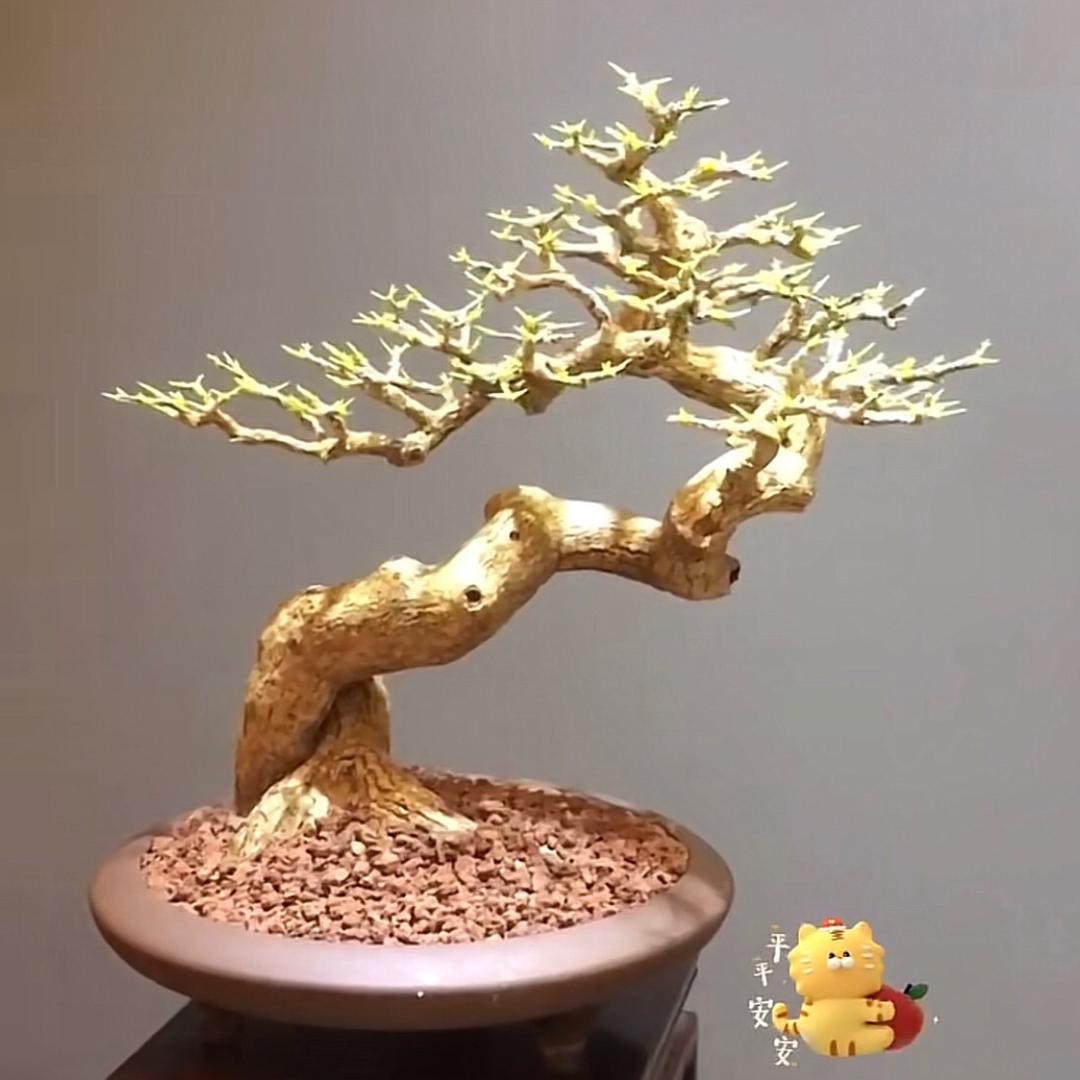 君子（盆景）