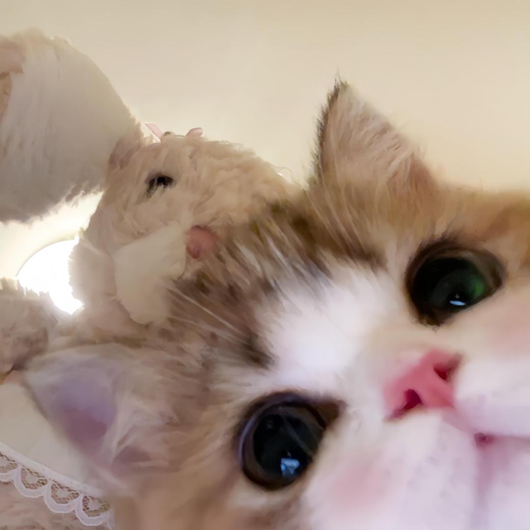 圆圆︀
