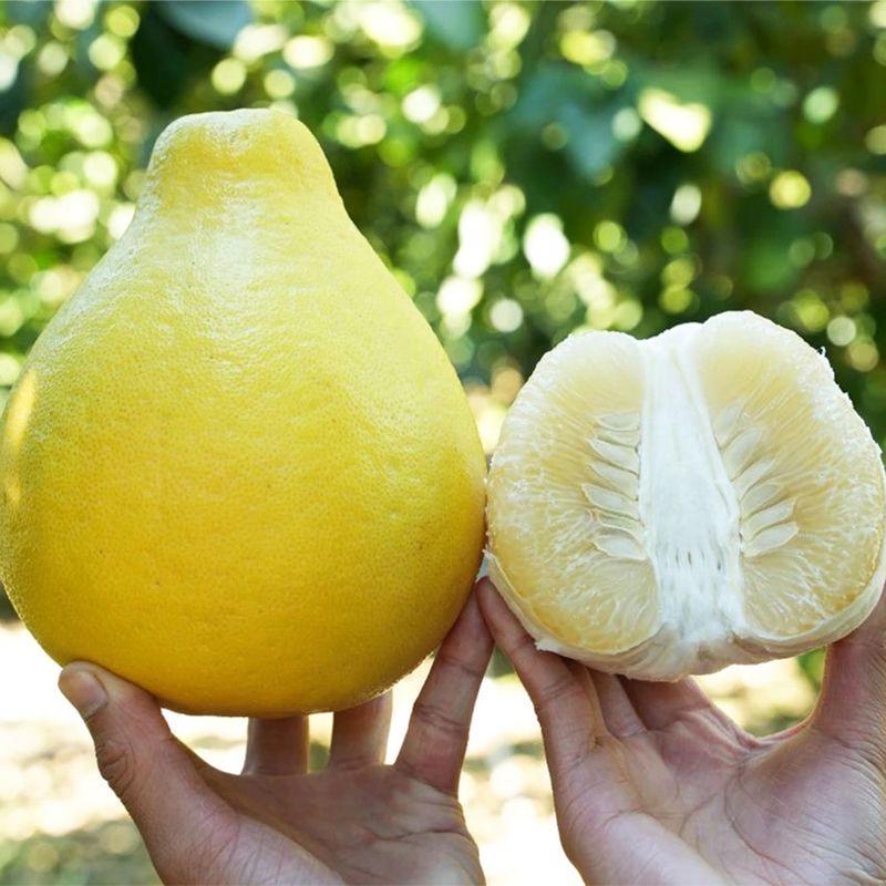 远辰蜜柚