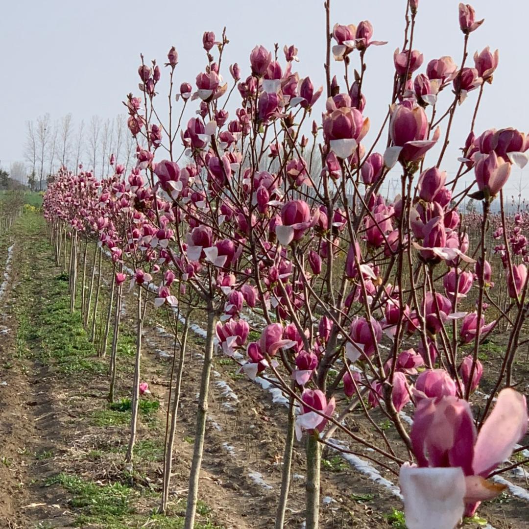万顺苗木种植农场