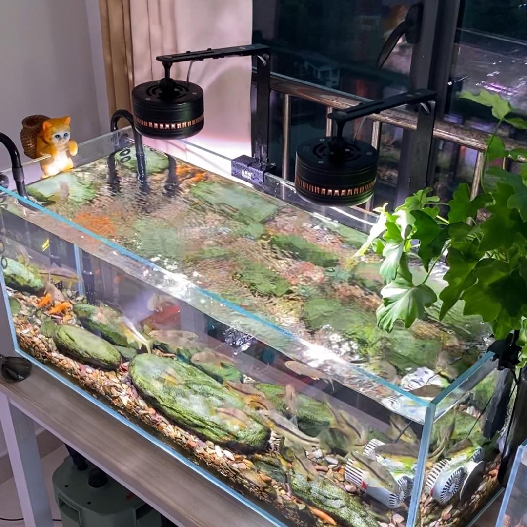 茵茵家(养水养鱼）