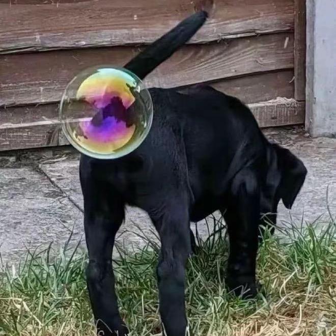 🪽