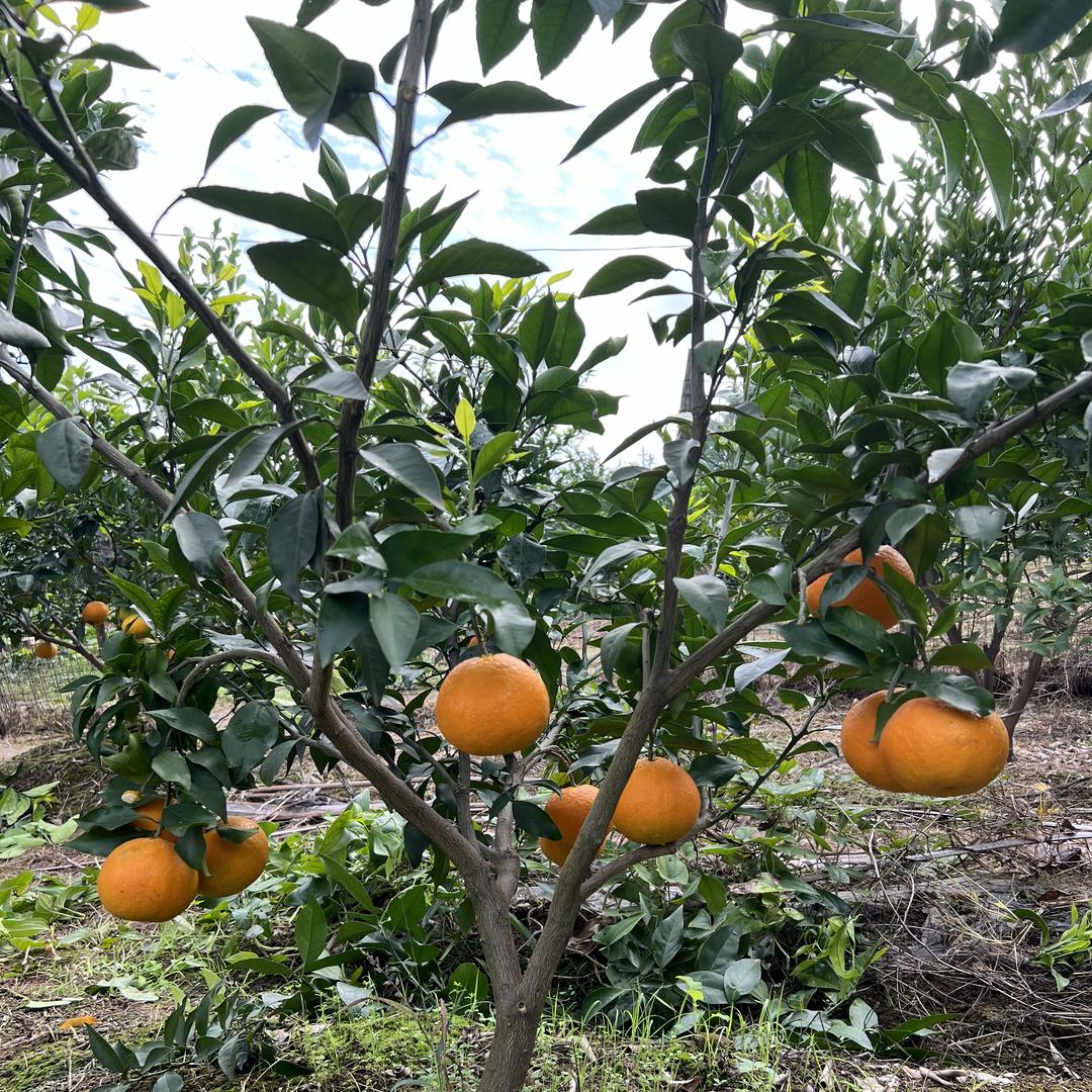 南棠森桂苑果树苗木专卖店