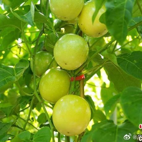 助力三农果园基地小舞迪52