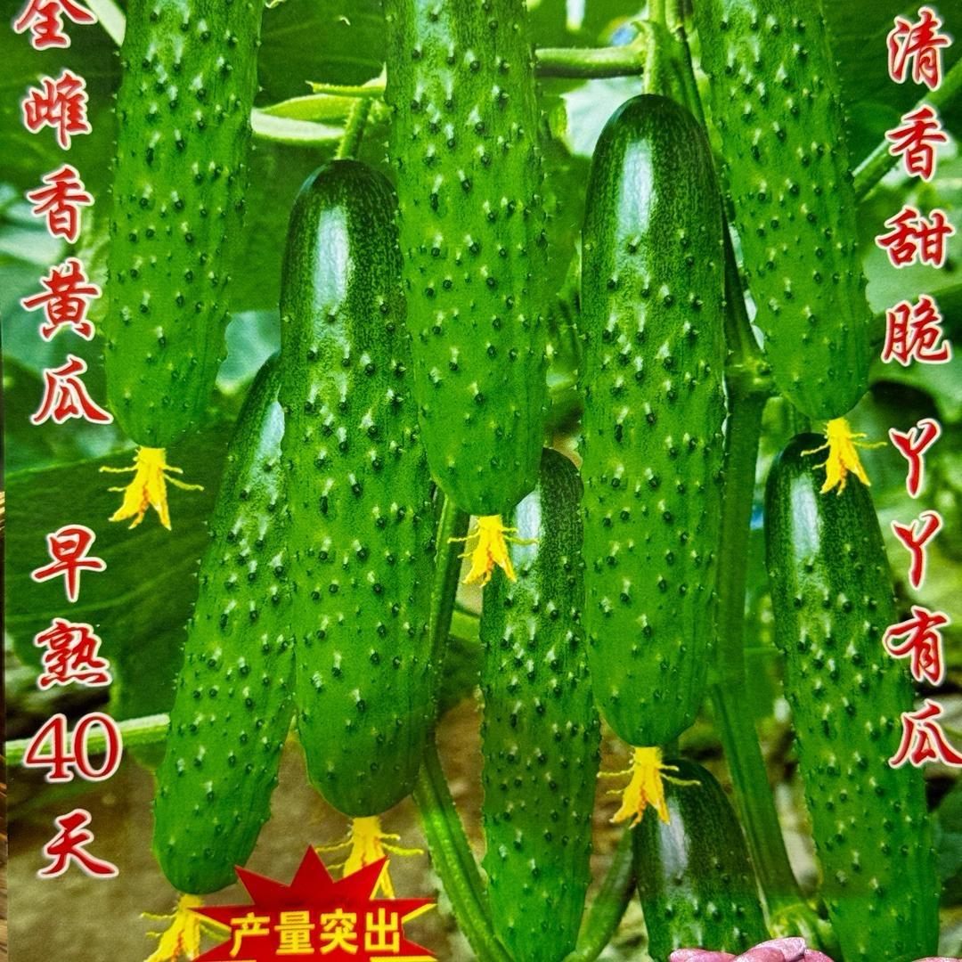 四季菜籽商店