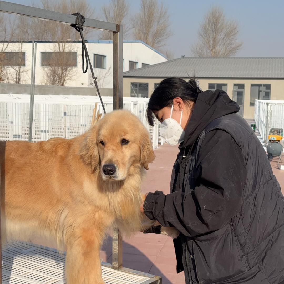 大晴不会玩（养狗版）