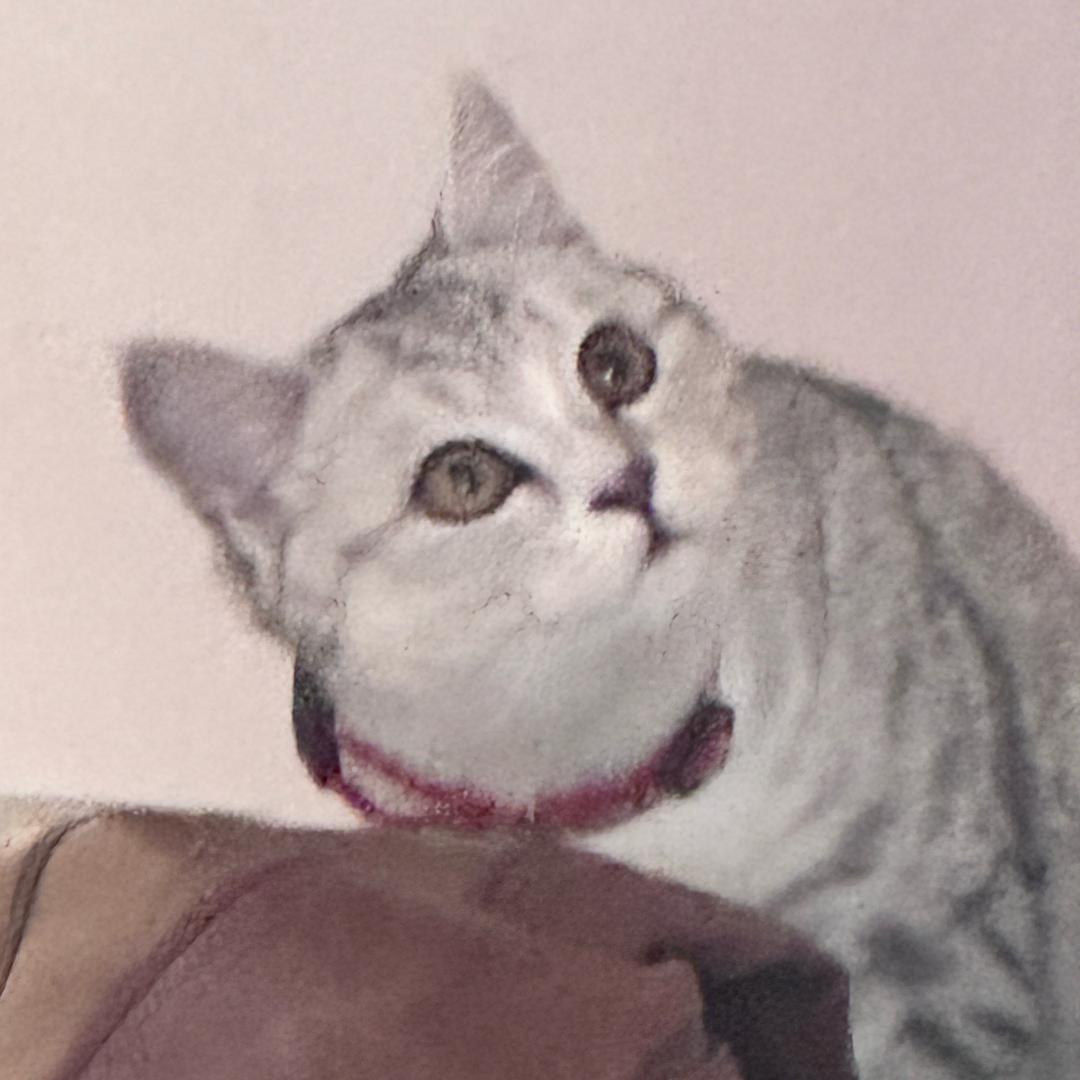 不是橘子是橙子