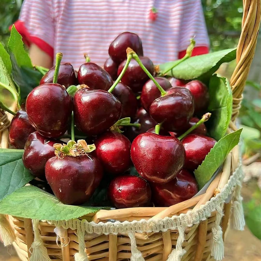 十里馋山啸果树苗木专卖店