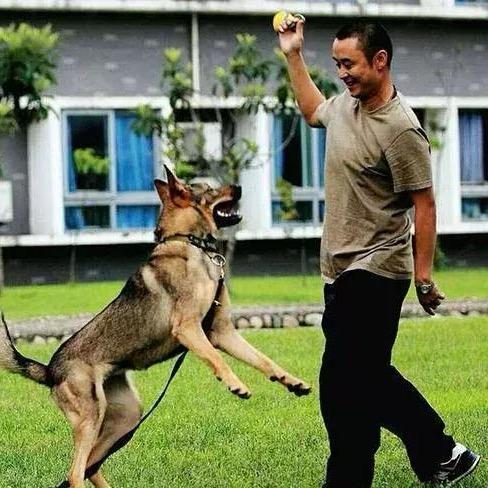 昆明犬繁殖基地