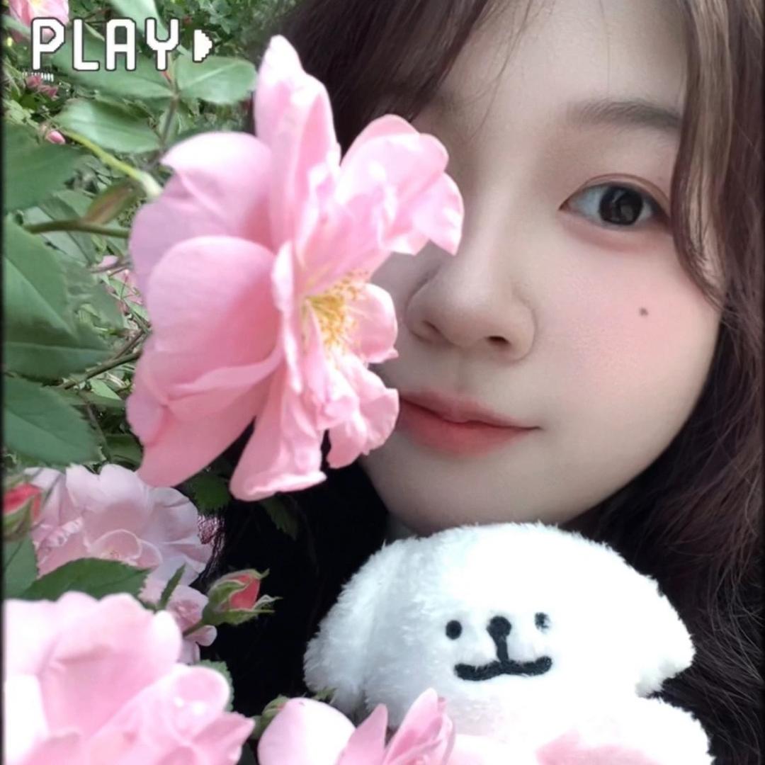 梨花猫
