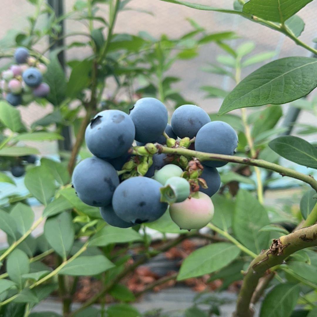 沭兴蓝莓