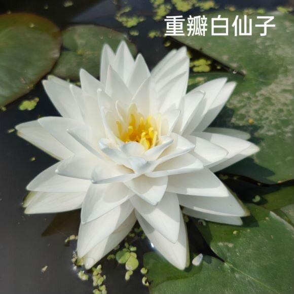 每粒沣水生花卉