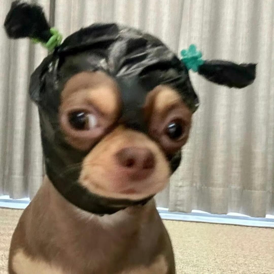 玉米常