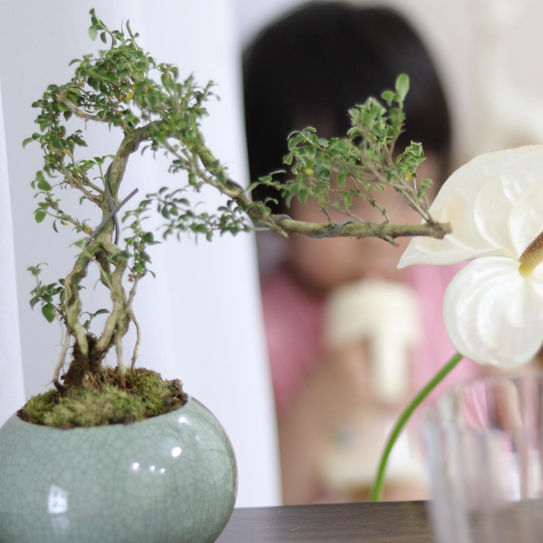 格格的茶席