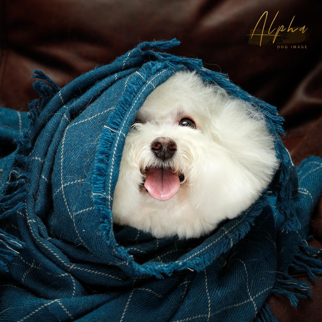 面包不爱小花爱米奇