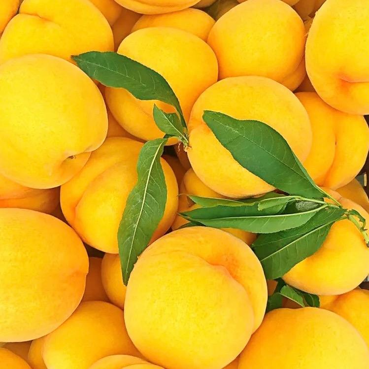 影银日杂宠粉号