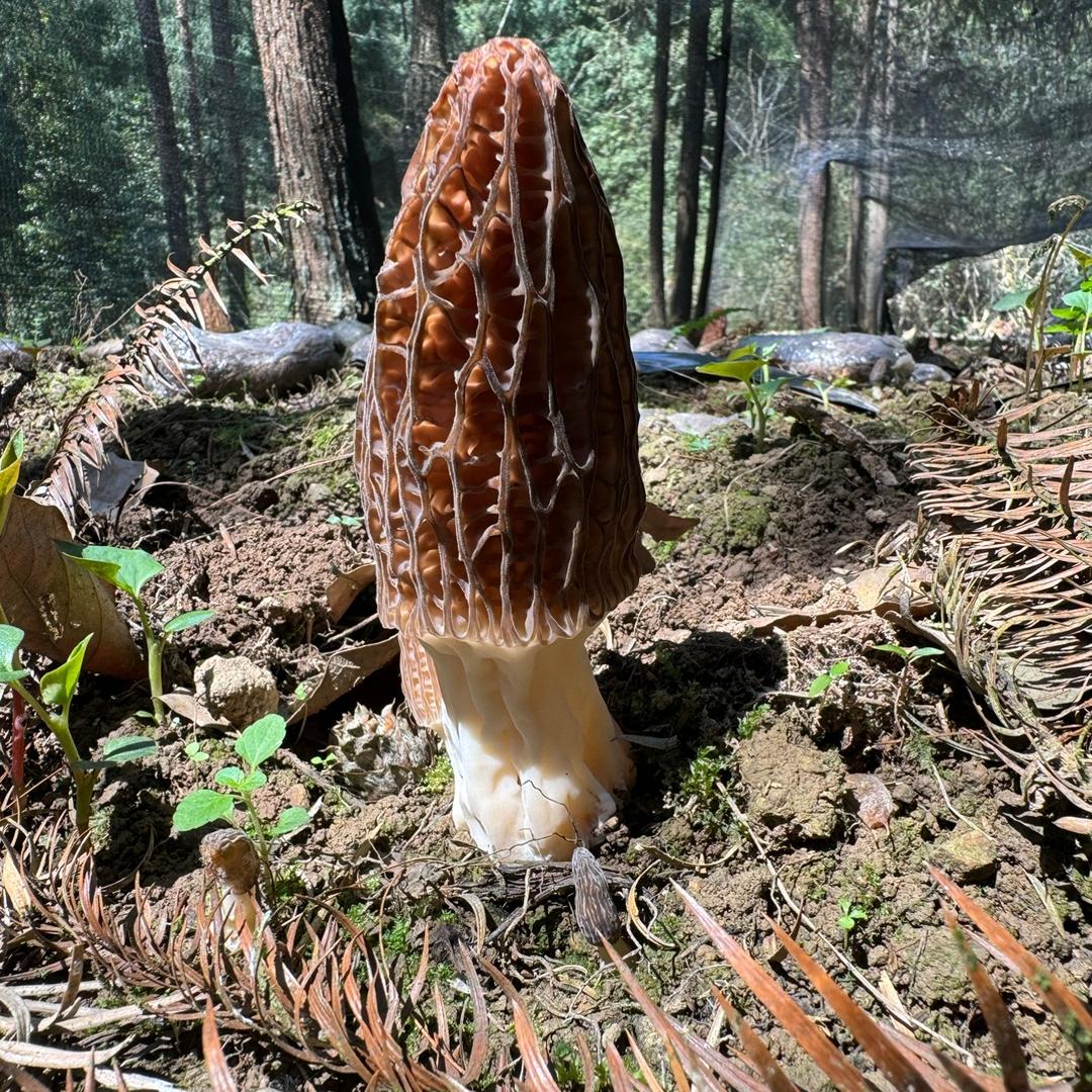 十二山菌菇特产