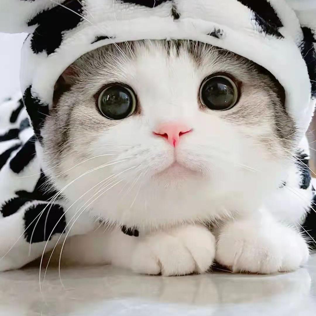 互关互赞，冲一千粉