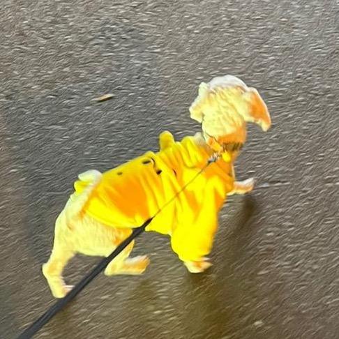 张癸癸