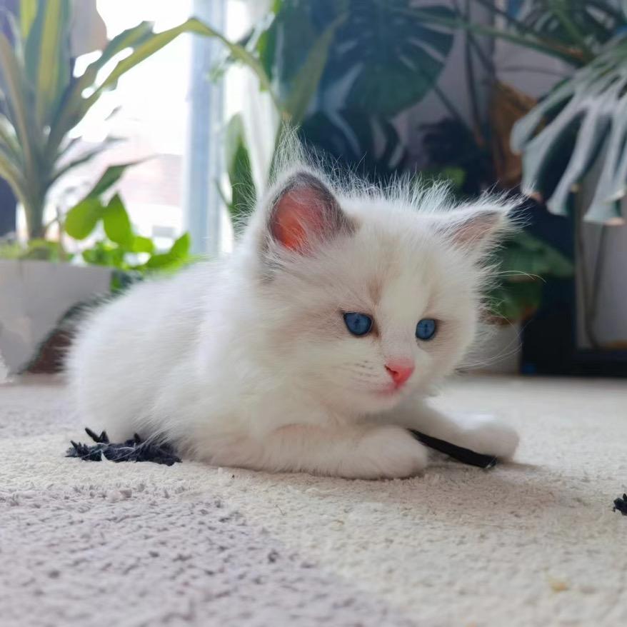 栤👉🏿藍↘杺↙