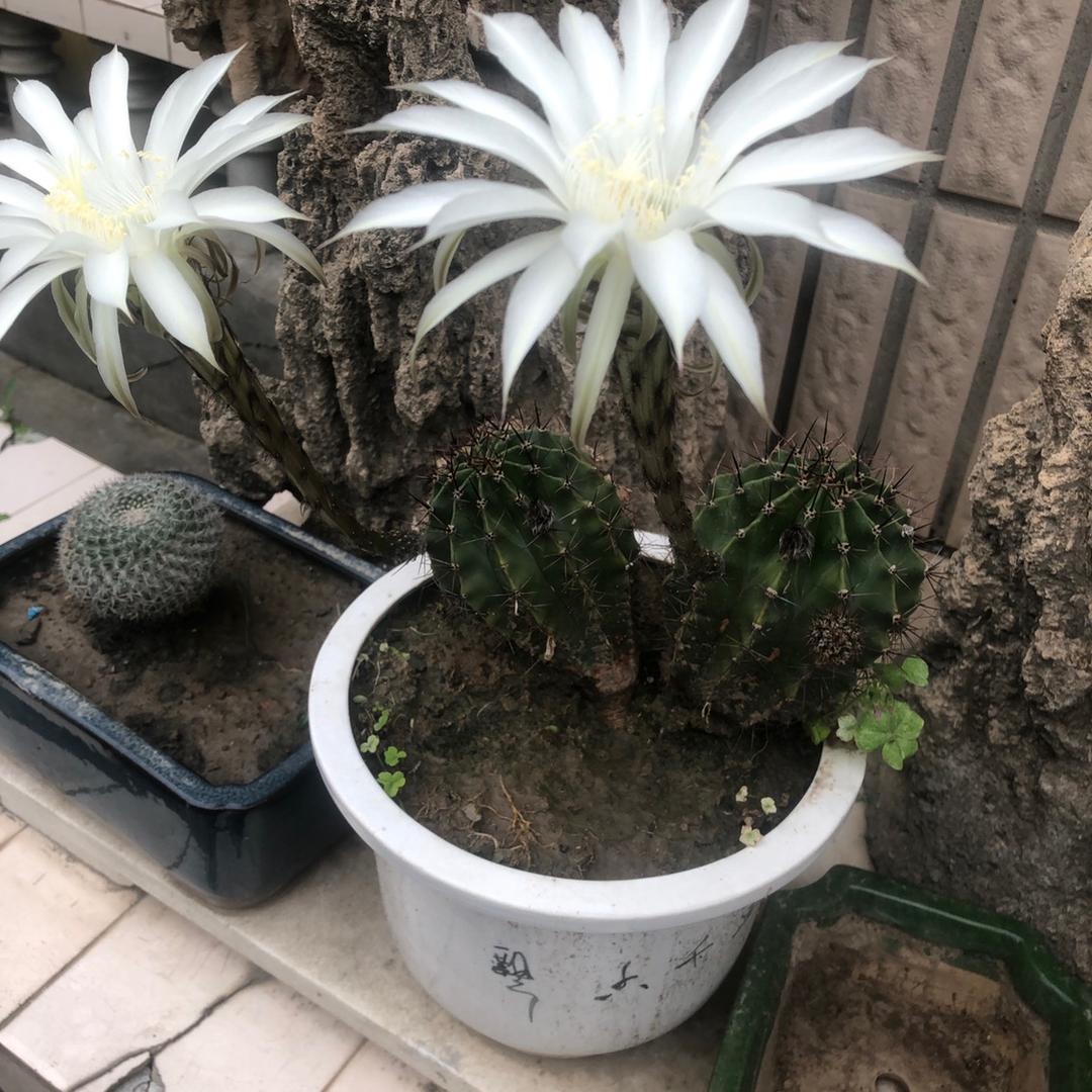 笑看人生与世无争