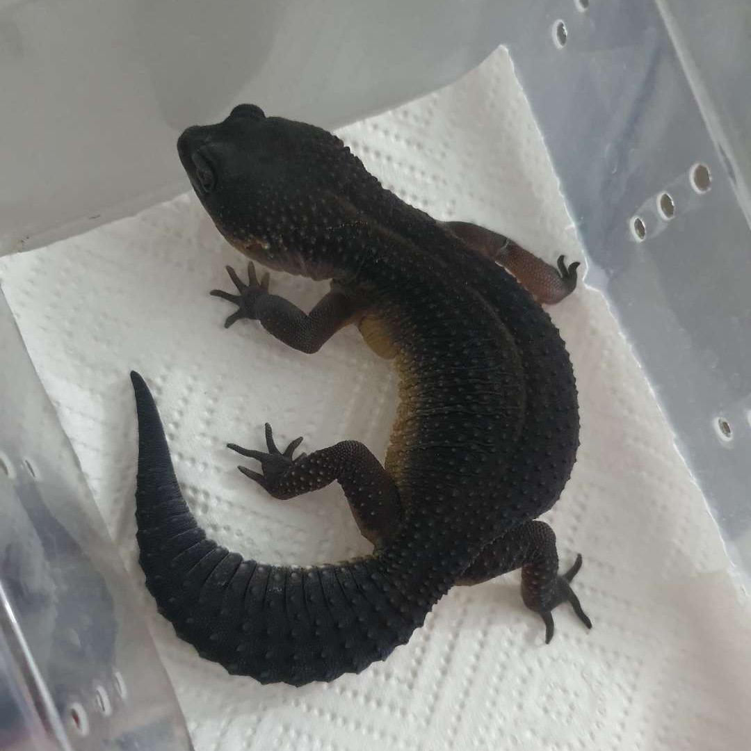 雾都爬爬