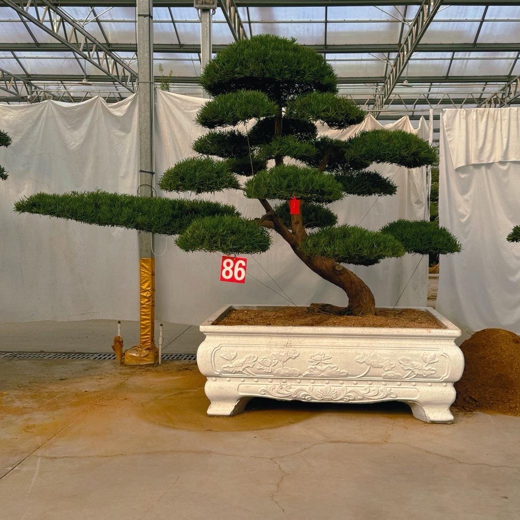 秋羽棠园林