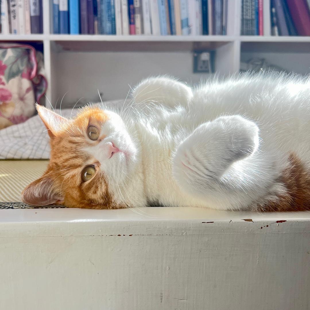 阿赞就是小夹子