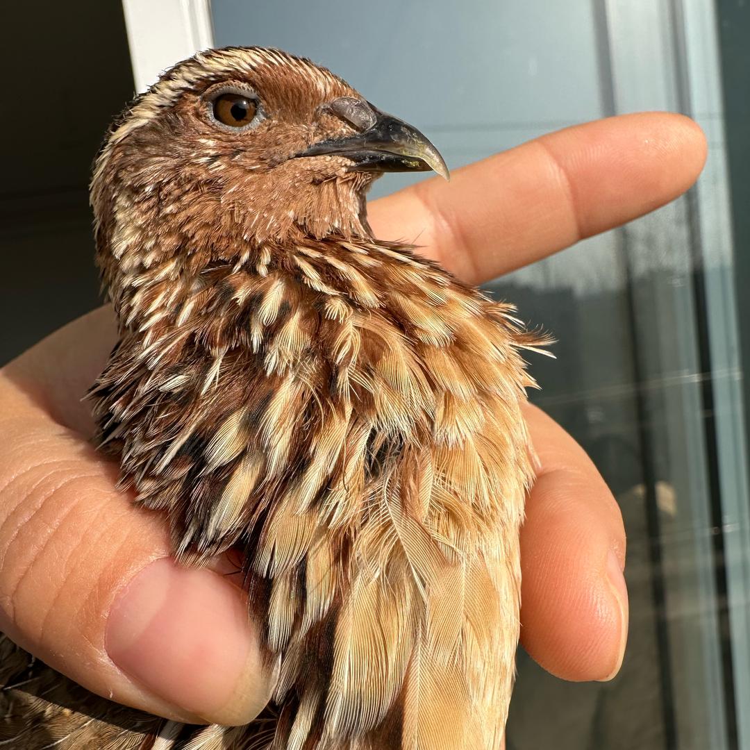 金鑫斗鹌鹑繁育基地