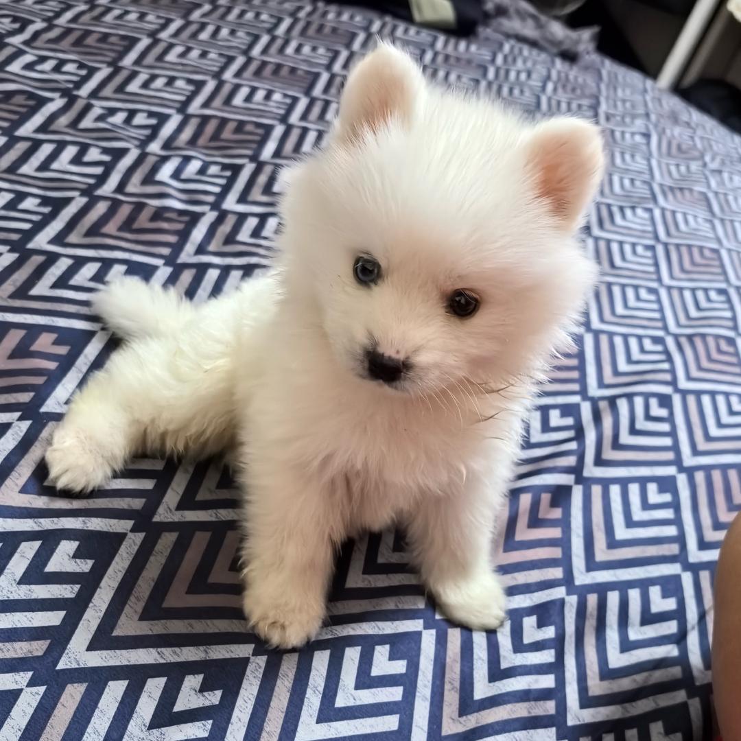 Lucky（傻狗）🐶