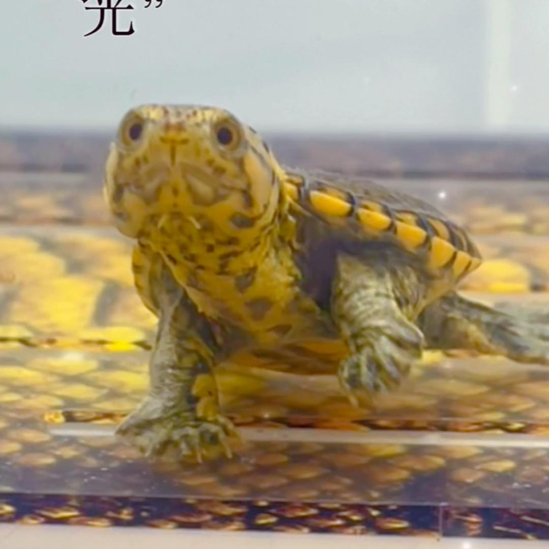 江湖浪人