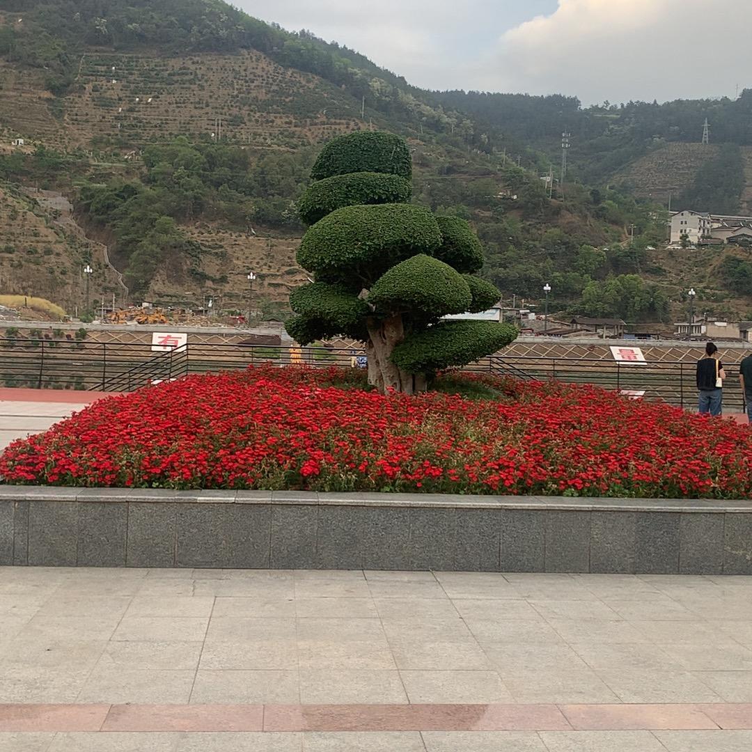 雪连花