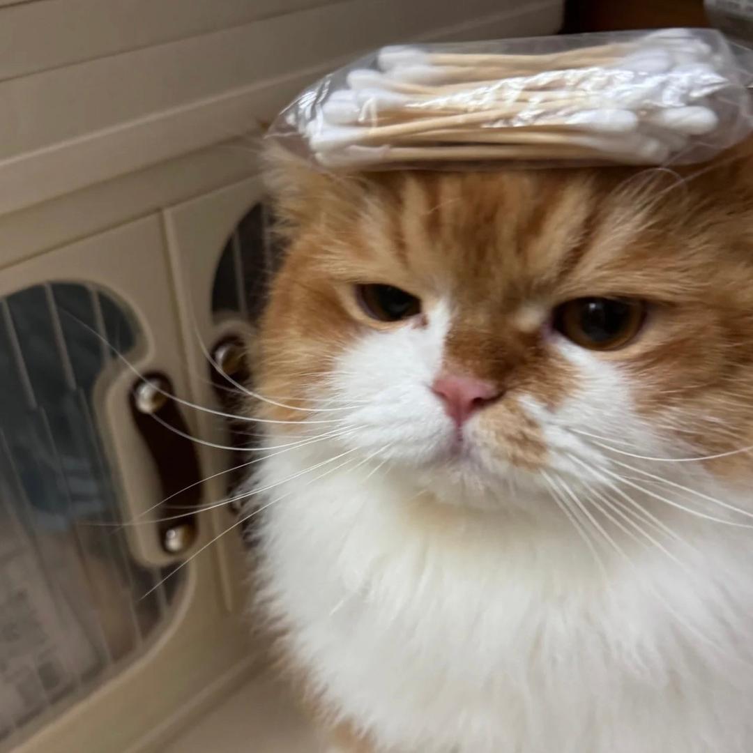 薄荷小猫