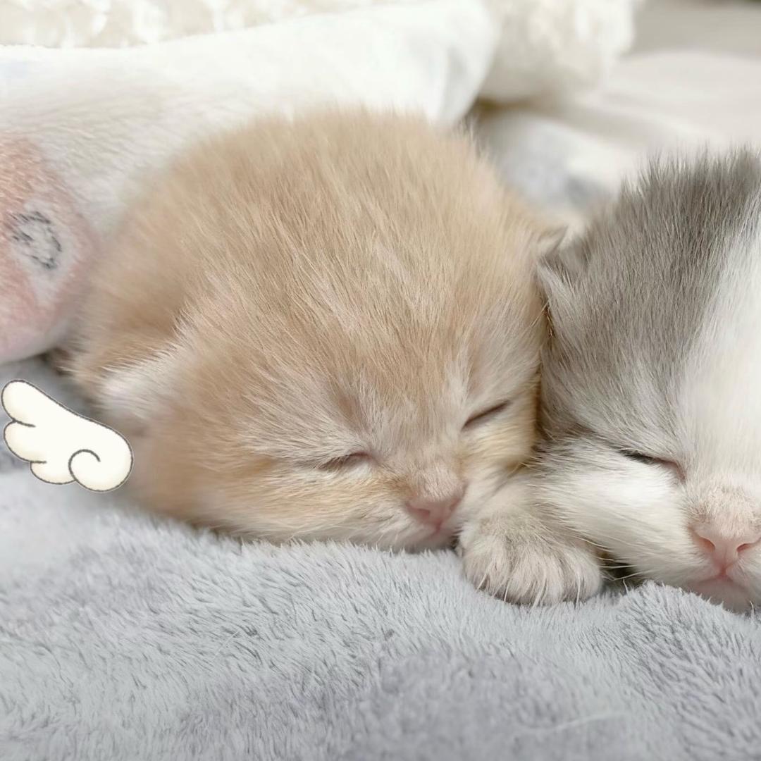 馒头兔ㅎ（接寄拍版）