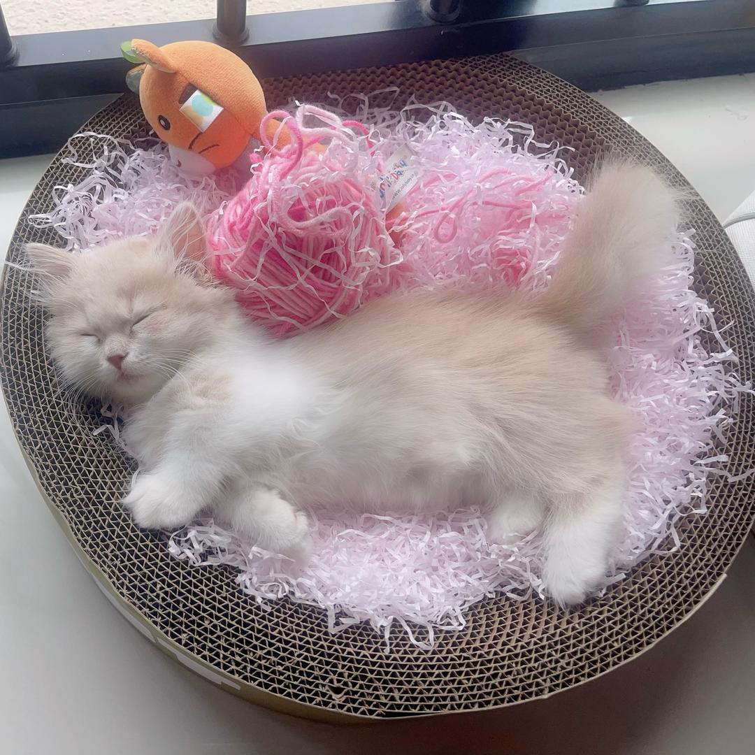 火花咪嗷～