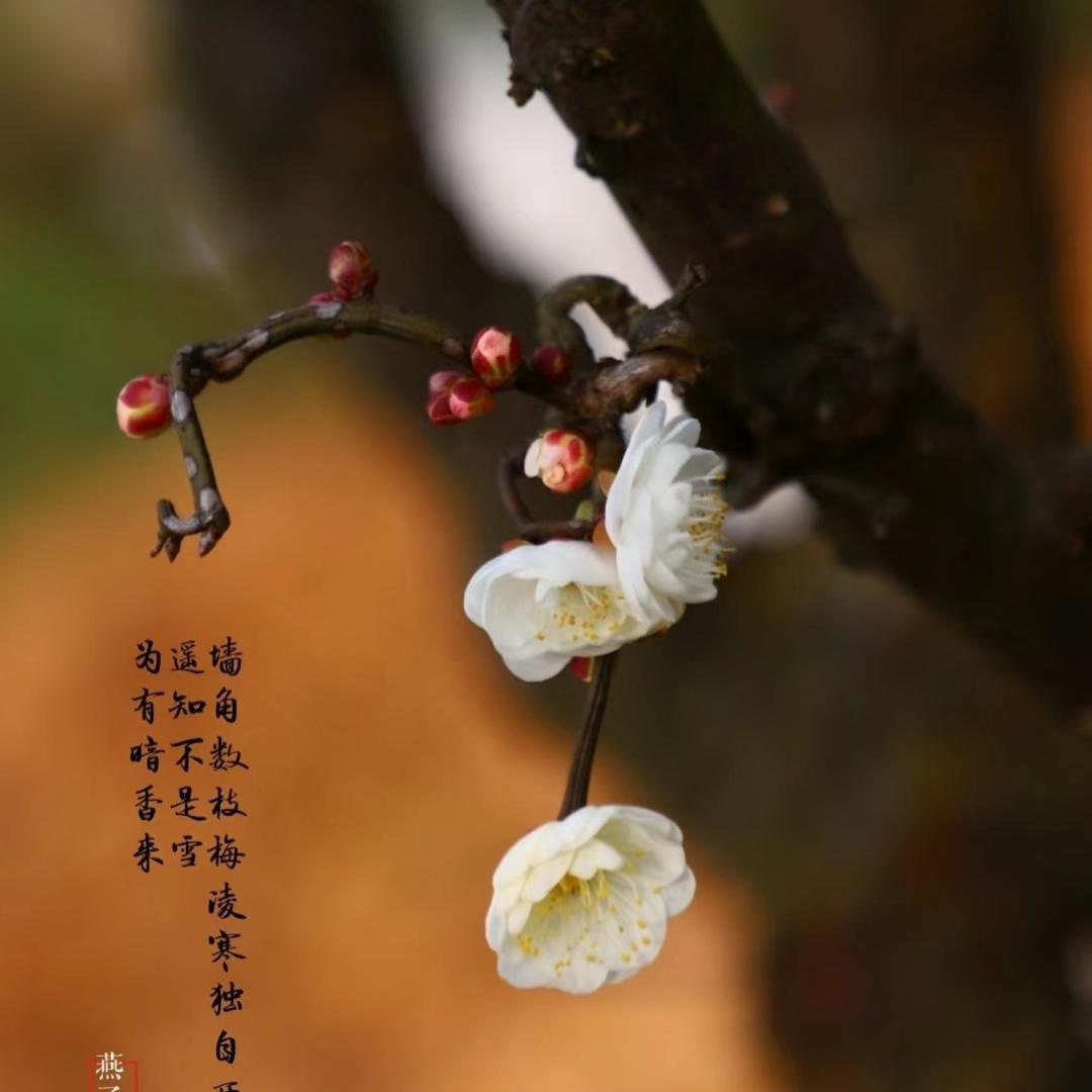 花十间