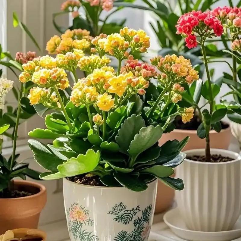 牡丹花盛开
