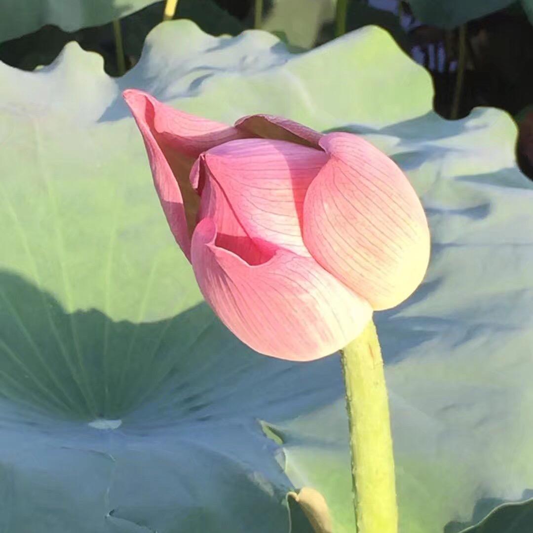 扬子