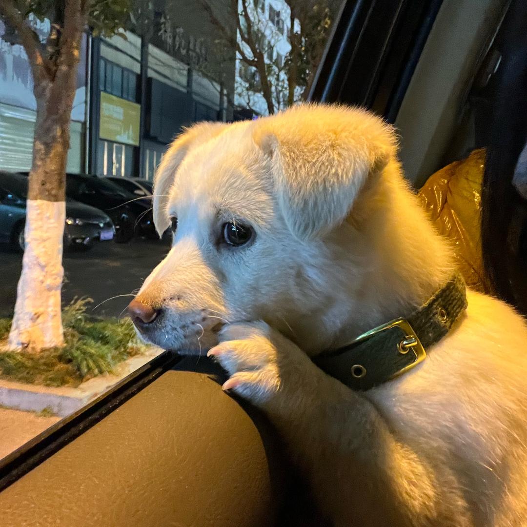神犬小7