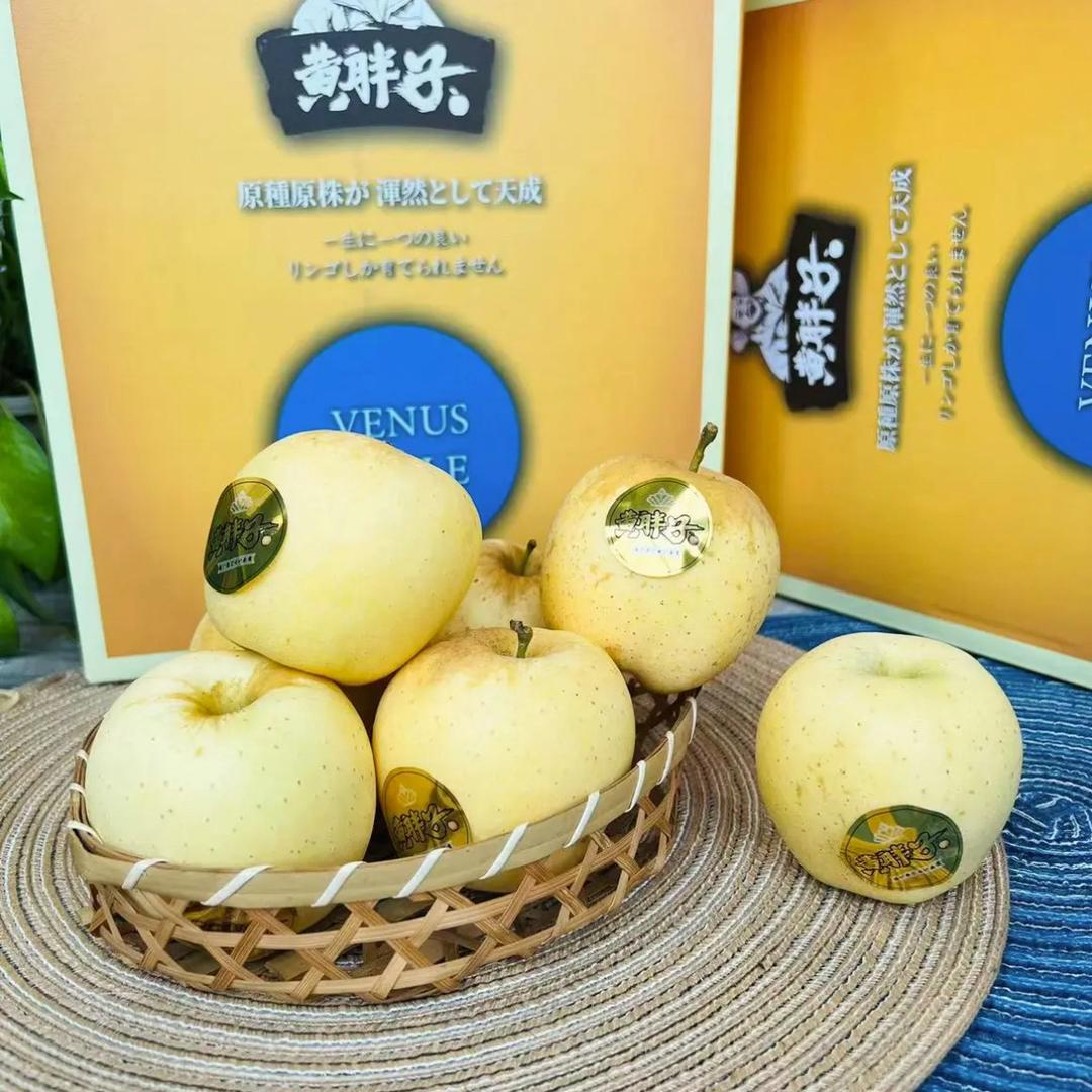 牙套姐姐甄选