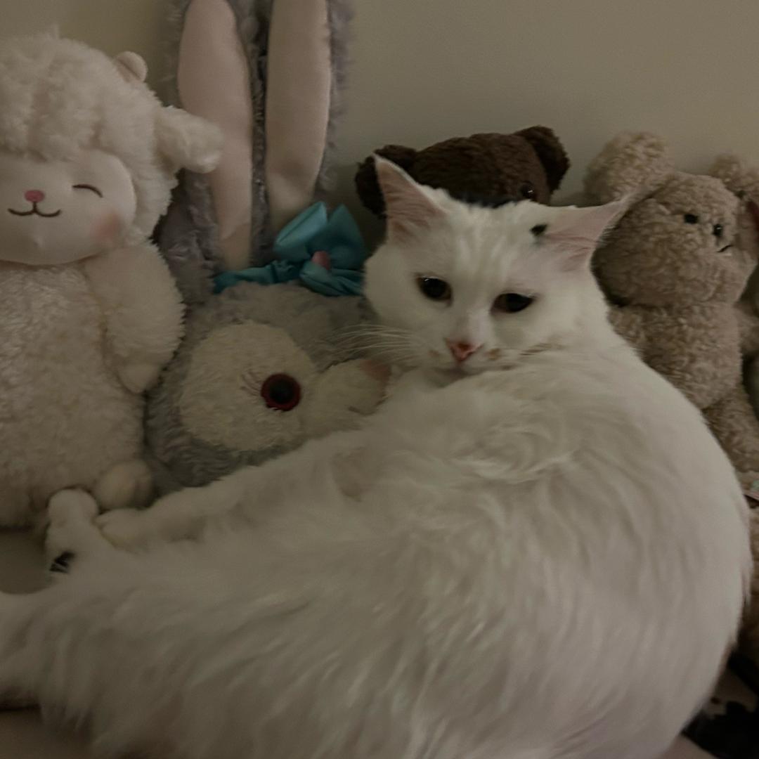 蛋总🍳（留小雨）@抖音