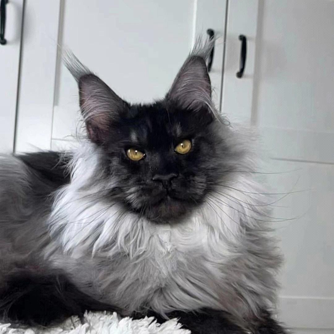 林的缅因猫