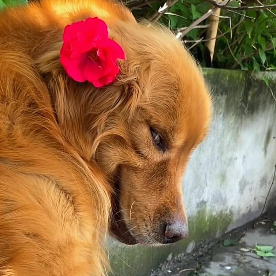 六三三