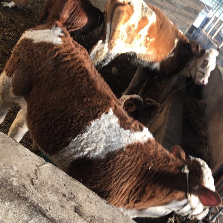 王牌牛经纪人阿源