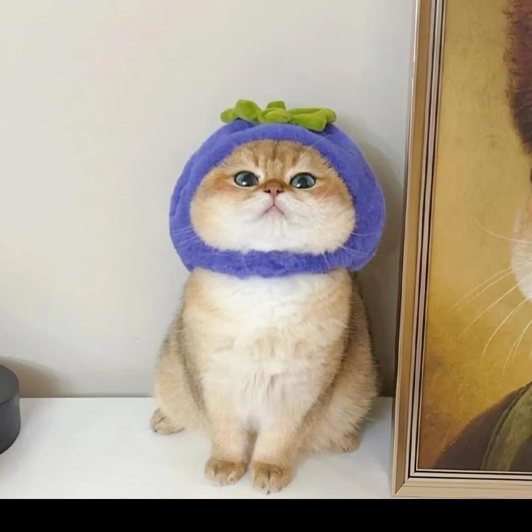 毛毛、ᰔ ᩚ